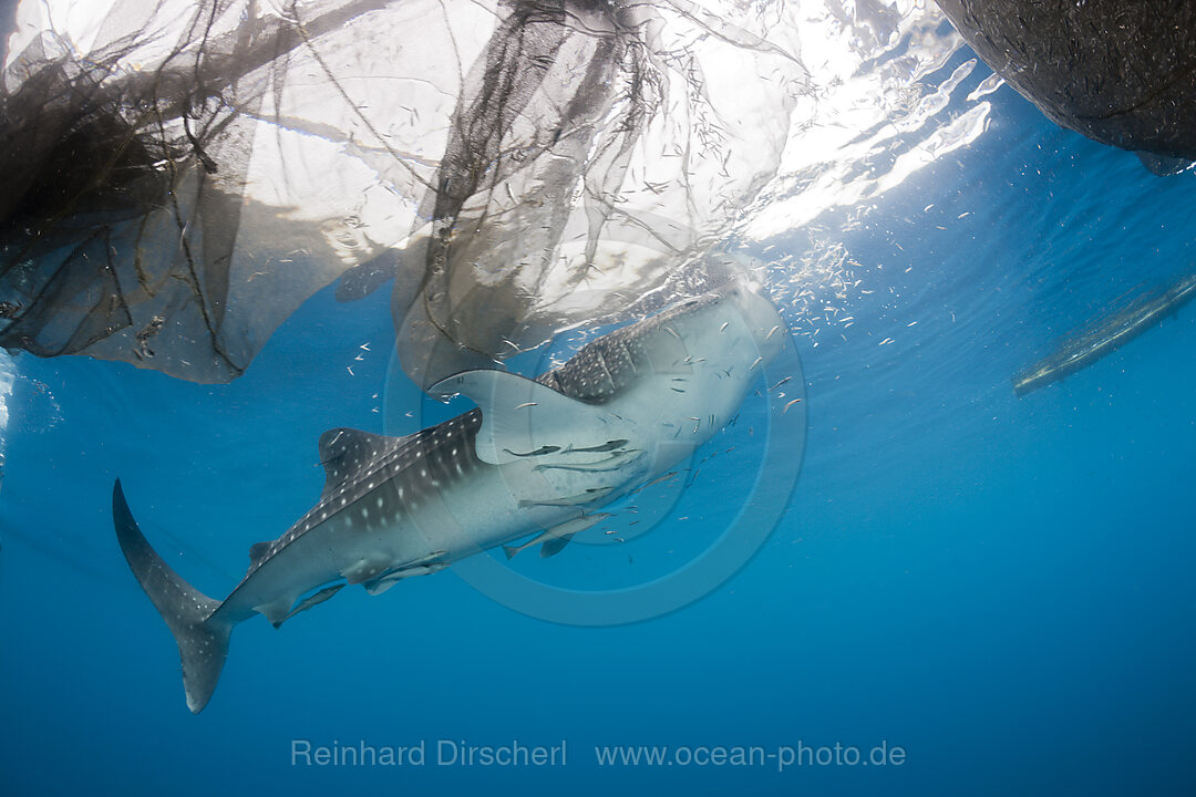 Walhai unter Fischer-Plattform Bagan, Rhincodon typus, Cenderawasih Bucht, West Papua, Indonesien