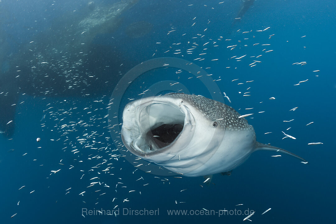 Whale Shark underneath Fishing Platform called Bagan