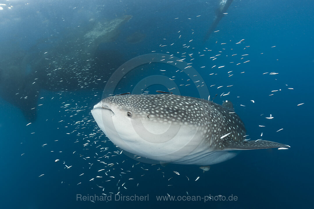 Whale Shark underneath Fishing Platform called Bagan