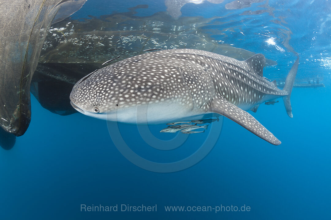 Whale Shark underneath Fishing Platform called Bagan, Rhincodon typus, Cenderawasih Bay, West Papua, Indonesia