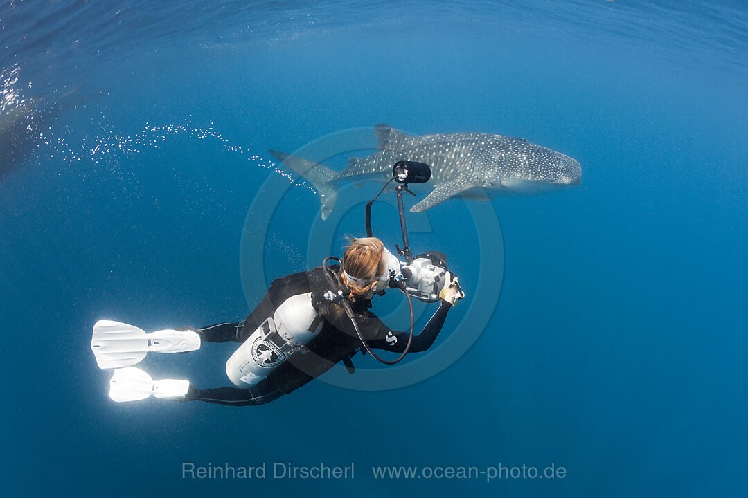Scuba Diver photographing Whale Shark