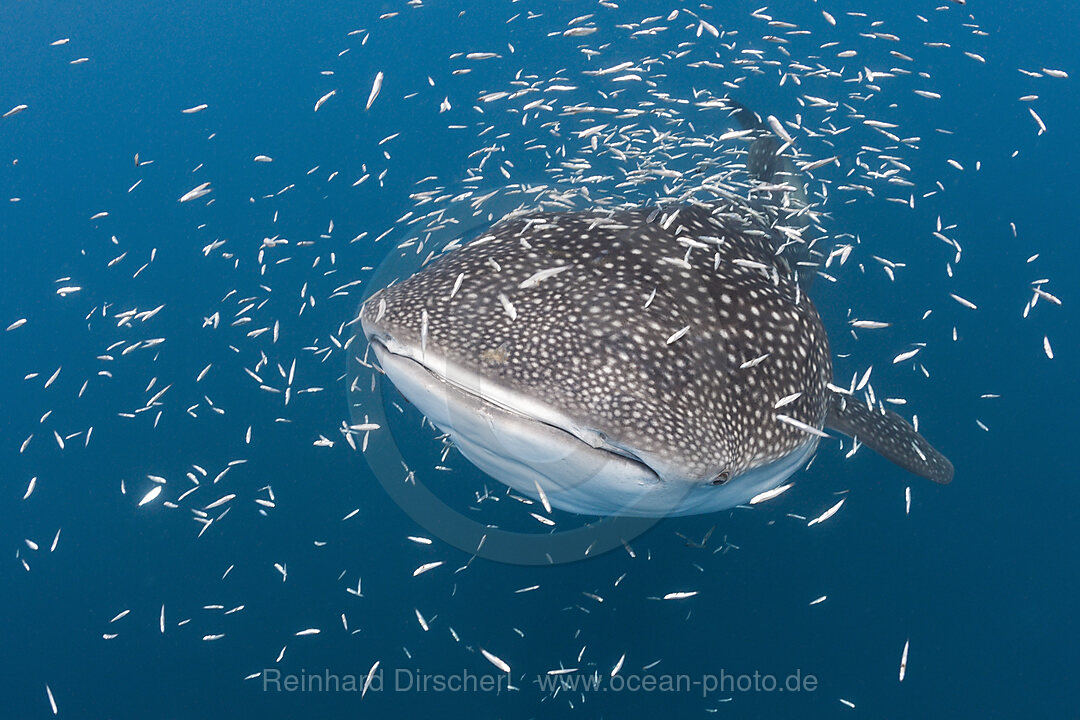 Walhai, Rhincodon typus, Cenderawasih Bucht, West Papua, Indonesien