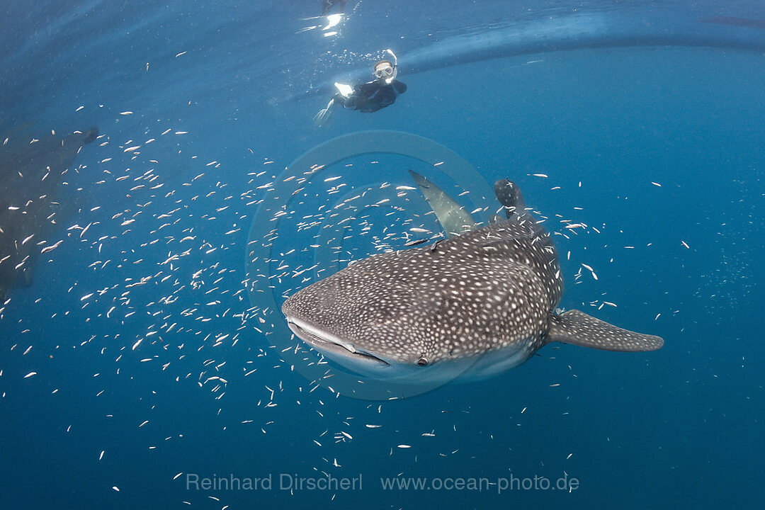 Walhai und Schnorchlerin, Rhincodon typus, Cenderawasih Bucht, West Papua, Indonesien