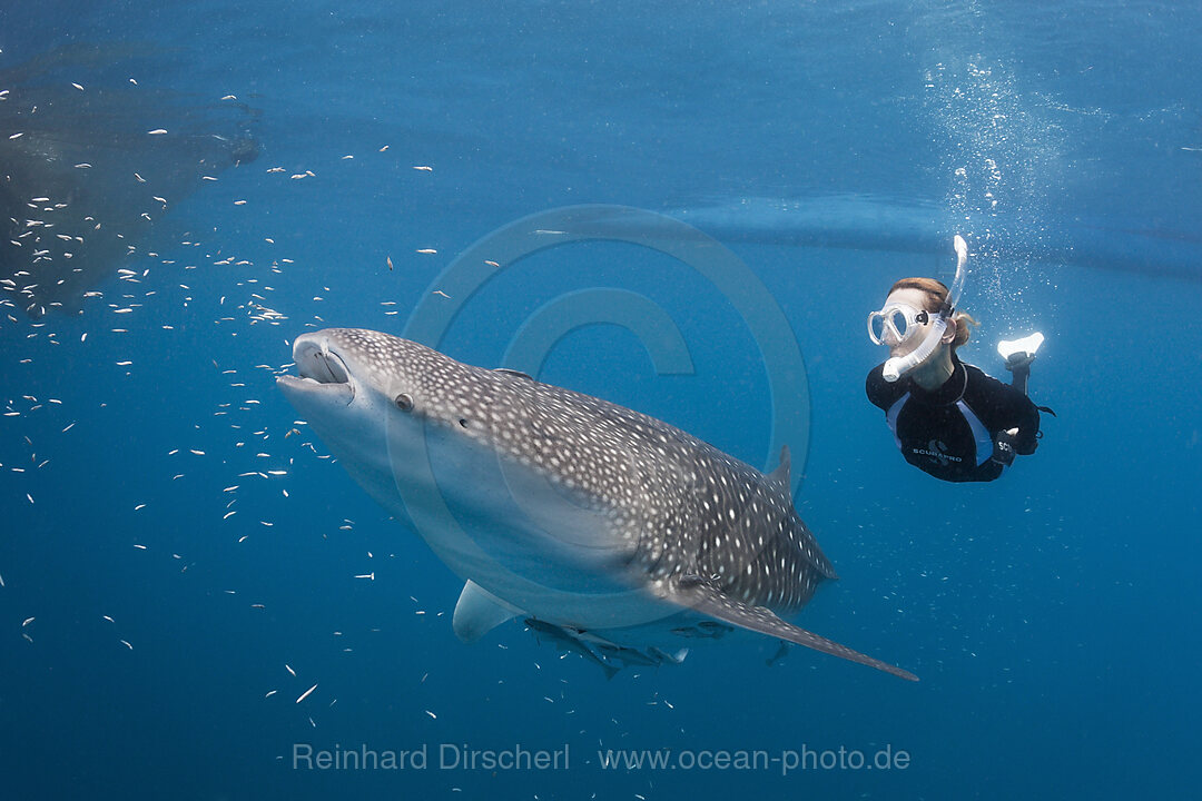 Walhai und Schnorchlerin, Rhincodon typus, Cenderawasih Bucht, West Papua, Indonesien