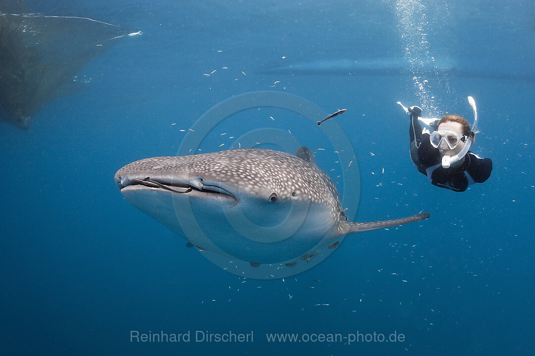 Whale Shark and Freediver, Rhincodon typus, Cenderawasih Bay, West Papua, Indonesia