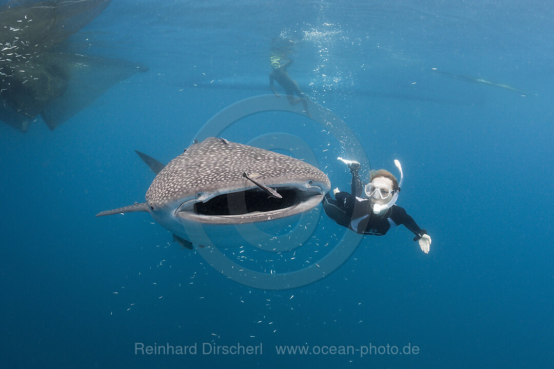 Whale Shark and Freediver, Rhincodon typus, Cenderawasih Bay, West Papua, Indonesia