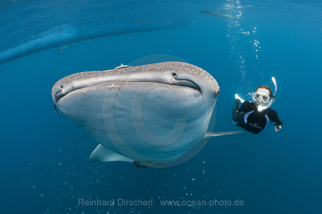 Walhai und Schnorchlerin, Rhincodon typus, Cenderawasih Bucht, West Papua, Indonesien