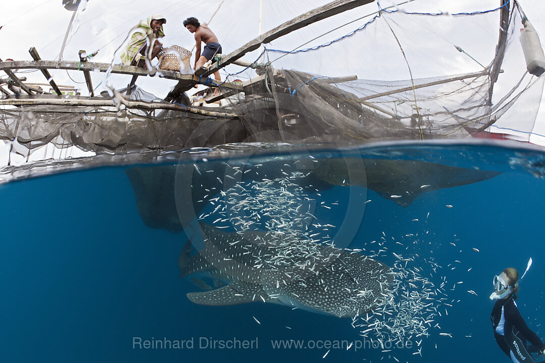 Whale Shark underneath Fishing Platform called Bagan, Rhincodon typus, Cenderawasih Bay, West Papua, Indonesia