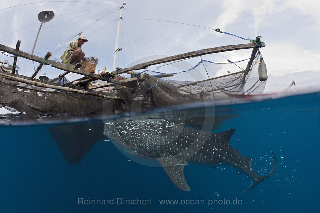 Walhai unter Fischer-Plattform Bagan, Rhincodon typus, Cenderawasih Bucht, West Papua, Indonesien