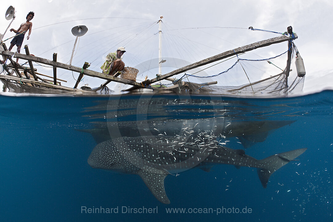 Walhai unter Fischer-Plattform Bagan, Rhincodon typus, Cenderawasih Bucht, West Papua, Indonesien