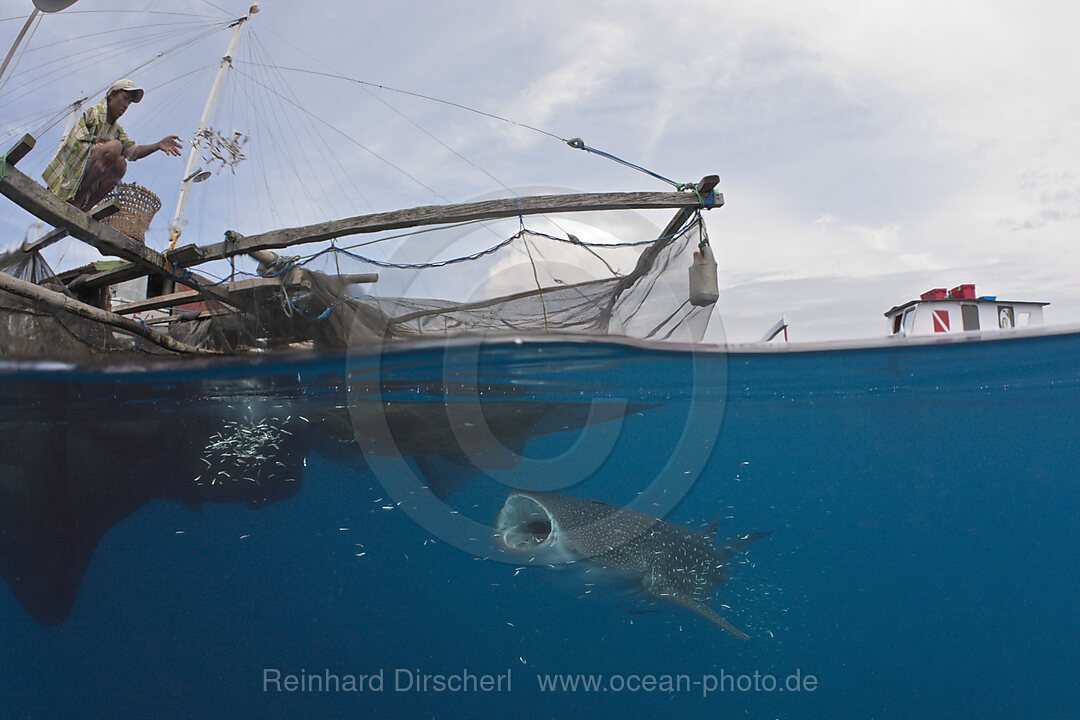 Walhai unter Fischer-Plattform Bagan, Rhincodon typus, Cenderawasih Bucht, West Papua, Indonesien