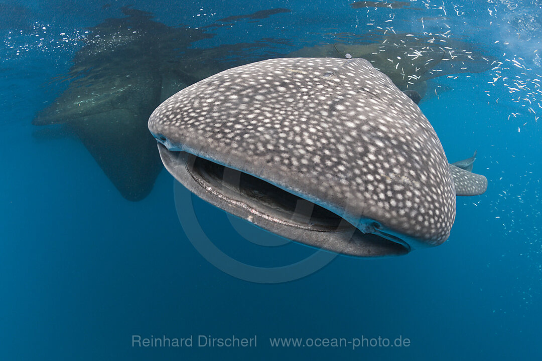 Walhai, Rhincodon typus, Cenderawasih Bucht, West Papua, Indonesien