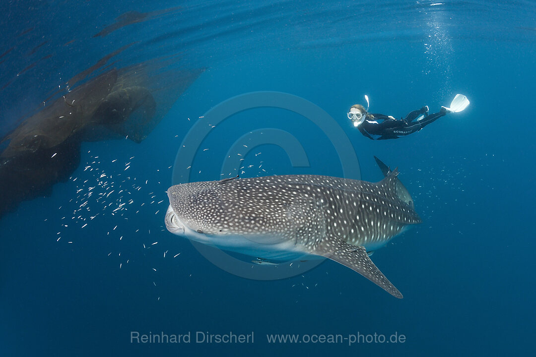 Whale Shark and Freediver, Rhincodon typus, Cenderawasih Bay, West Papua, Indonesia