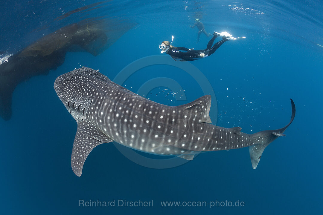 Walhai und Schnorchlerin, Rhincodon typus, Cenderawasih Bucht, West Papua, Indonesien