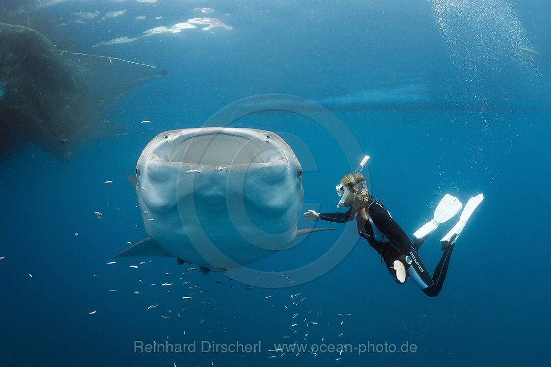 Walhai und Schnorchlerin, Rhincodon typus, Cenderawasih Bucht, West Papua, Indonesien