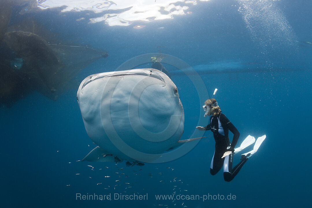 Walhai und Schnorchlerin, Rhincodon typus, Cenderawasih Bucht, West Papua, Indonesien