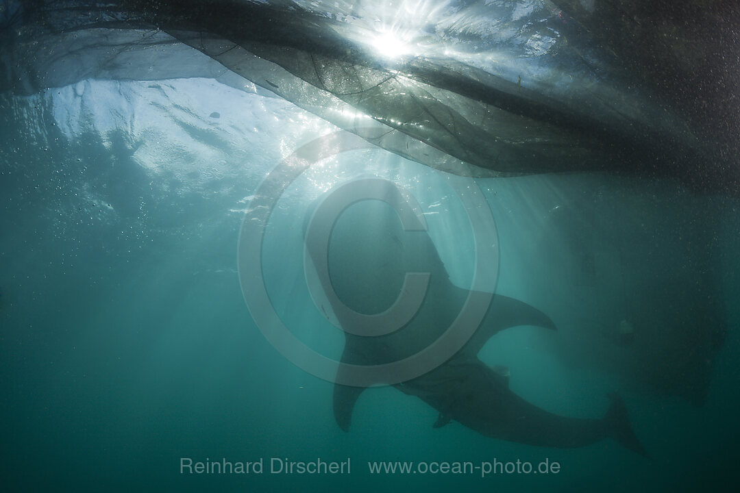 Walhai unter Fischer-Plattform Bagan, Rhincodon typus, Cenderawasih Bucht, West Papua, Indonesien