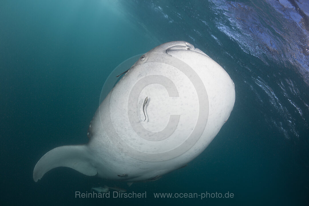 Walhai, Rhincodon typus, Cenderawasih Bucht, West Papua, Indonesien