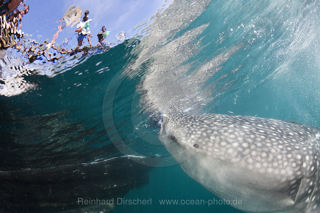 Walhai unter Fischer-Plattform Bagan, Rhincodon typus, Cenderawasih Bucht, West Papua, Indonesien