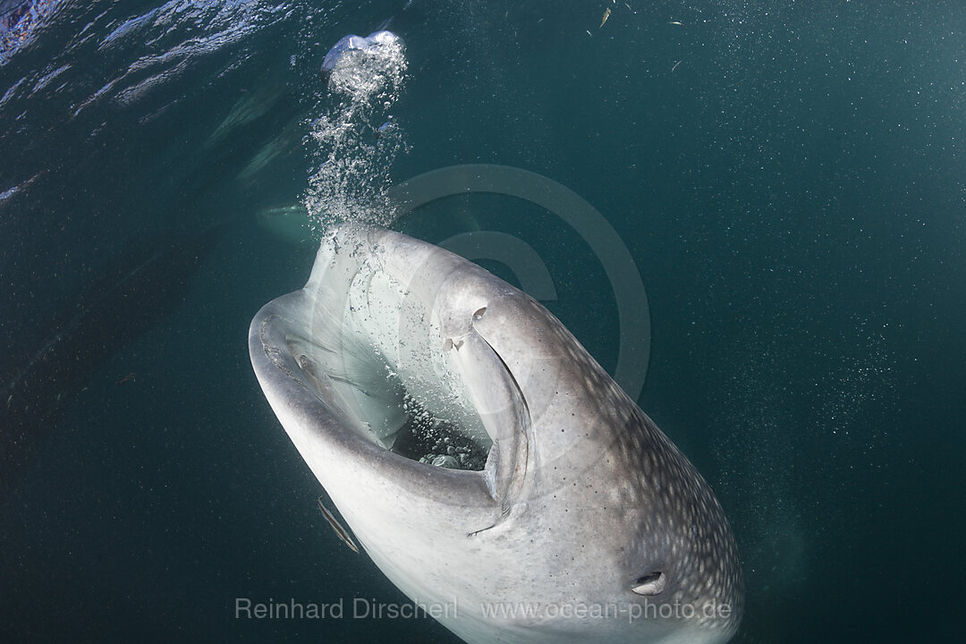 Walhai, Rhincodon typus, Cenderawasih Bucht, West Papua, Indonesien