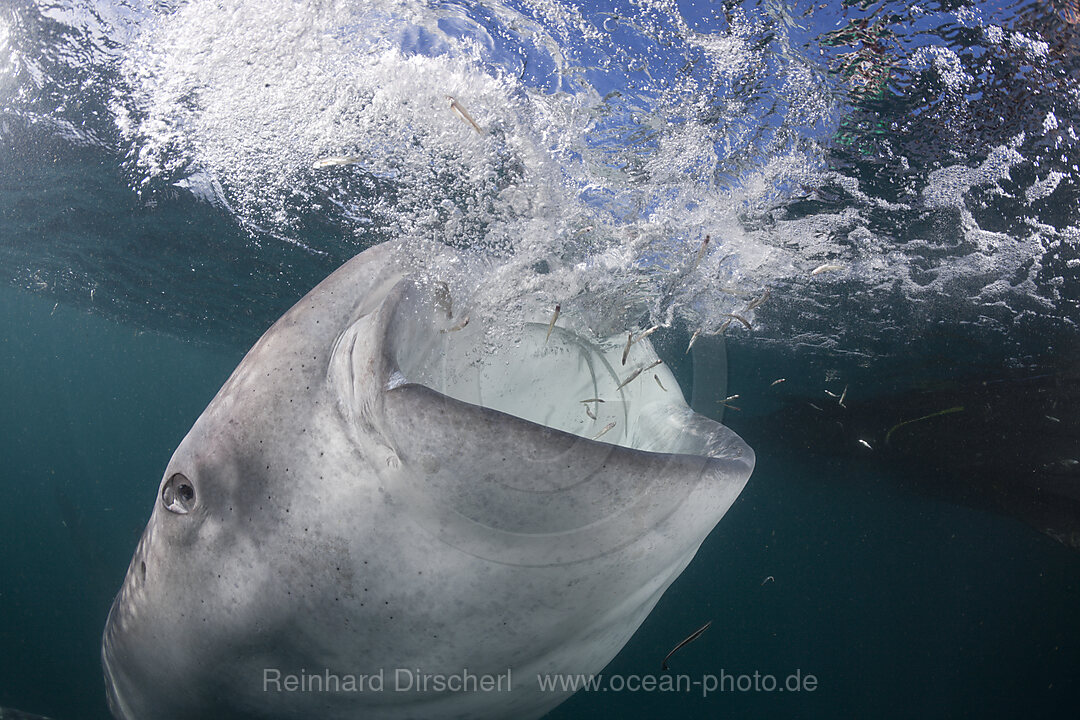 Fressender Walhai, Rhincodon typus, Cenderawasih Bucht, West Papua, Indonesien