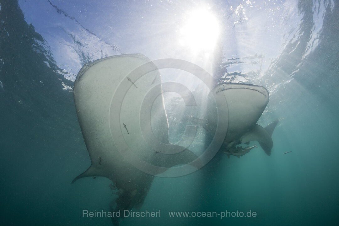 Zwei Walhaie, Rhincodon typus, Cenderawasih Bucht, West Papua, Indonesien