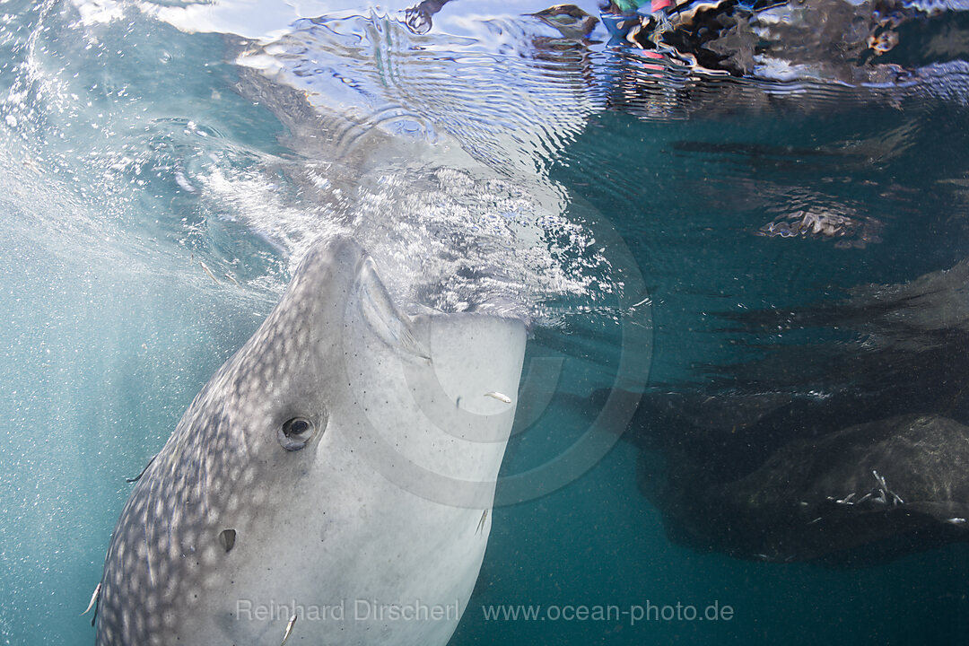 Fressender Walhai, Rhincodon typus, Cenderawasih Bucht, West Papua, Indonesien