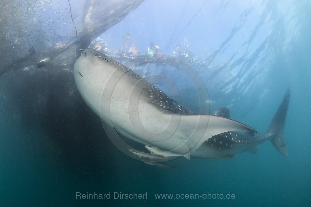 Walhai unter Fischer-Plattform Bagan, Rhincodon typus, Cenderawasih Bucht, West Papua, Indonesien