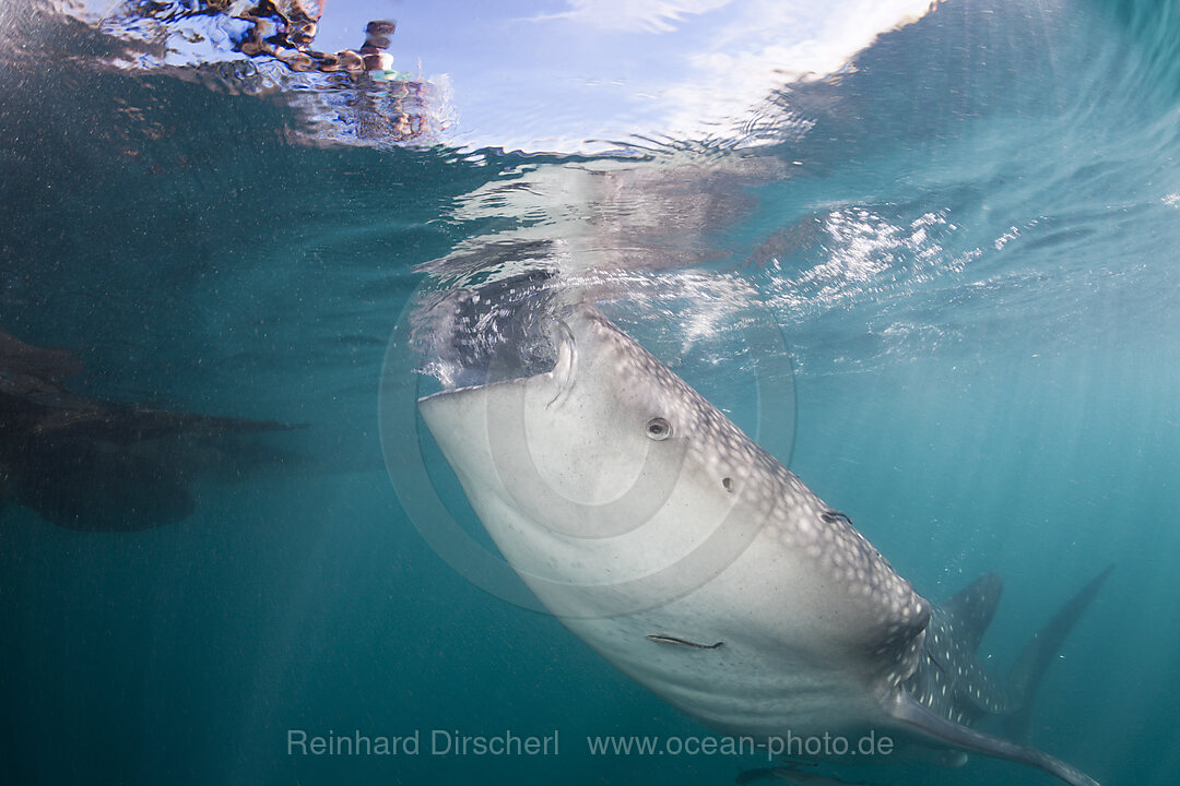 Fressender Walhai, Rhincodon typus, Cenderawasih Bucht, West Papua, Indonesien