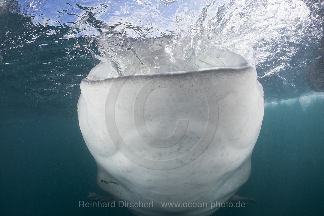 Fressender Walhai, Rhincodon typus, Cenderawasih Bucht, West Papua, Indonesien