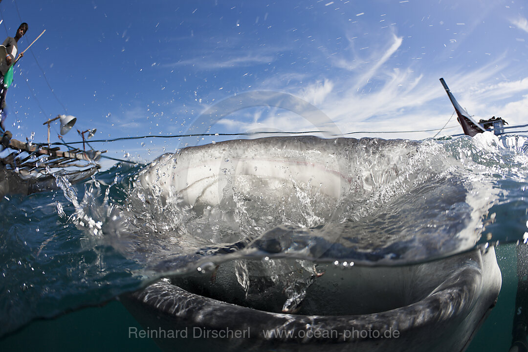 Fressender Walhai, Rhincodon typus, Cenderawasih Bucht, West Papua, Indonesien