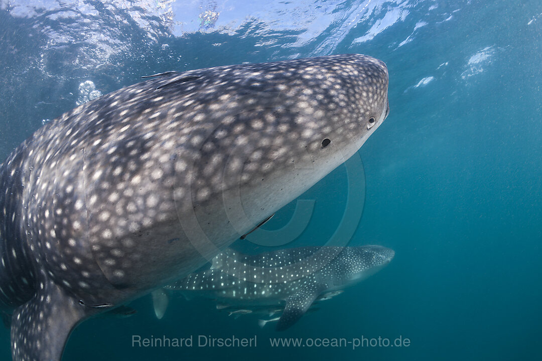 Zwei Walhaie, Rhincodon typus, Cenderawasih Bucht, West Papua, Indonesien