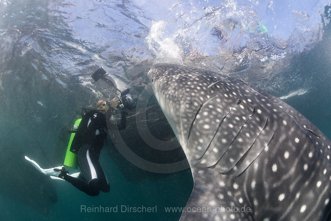 Taucher fotografiert fressenden Walhai, Rhincodon typus, Cenderawasih Bucht, West Papua, Indonesien