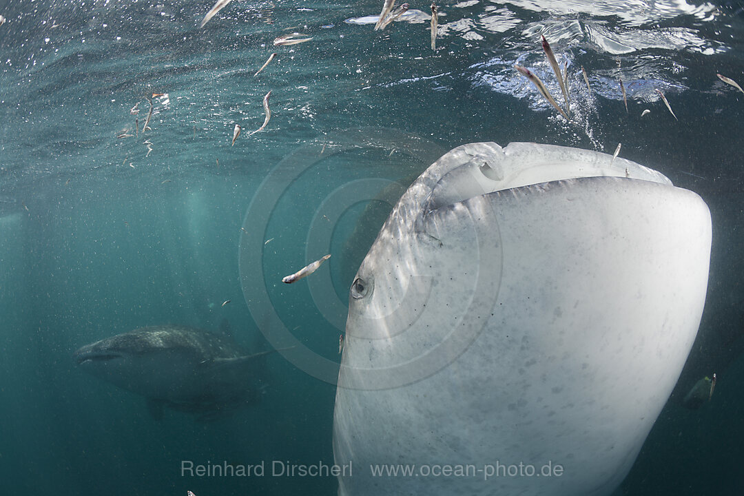 Zwei Walhaie, Rhincodon typus, Cenderawasih Bucht, West Papua, Indonesien