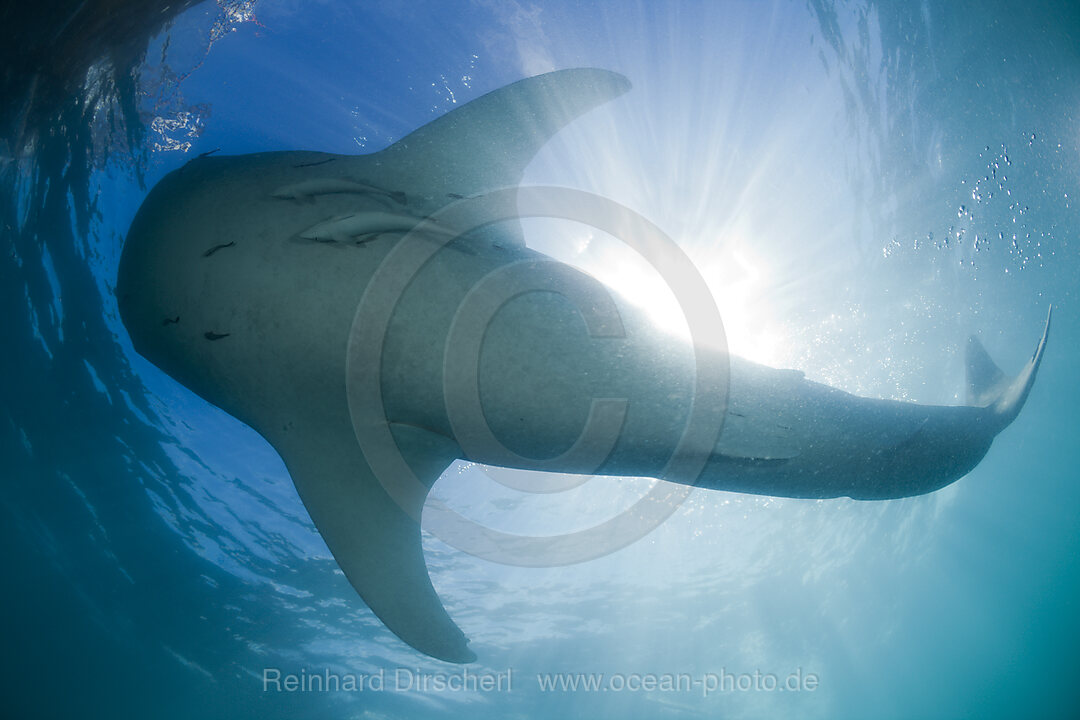 Walhai, Rhincodon typus, Cenderawasih Bucht, West Papua, Indonesien