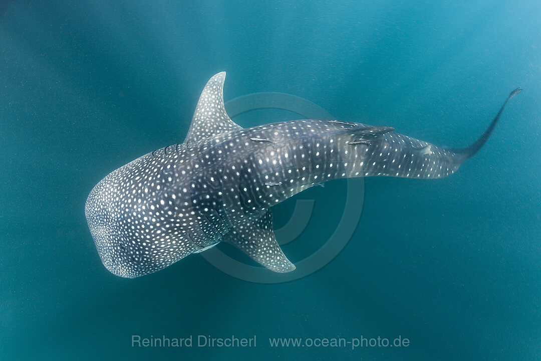 Walhai, Rhincodon typus, Cenderawasih Bucht, West Papua, Indonesien