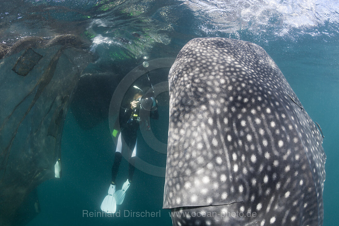 Taucher fotografiert fressenden Walhai, Rhincodon typus, Cenderawasih Bucht, West Papua, Indonesien