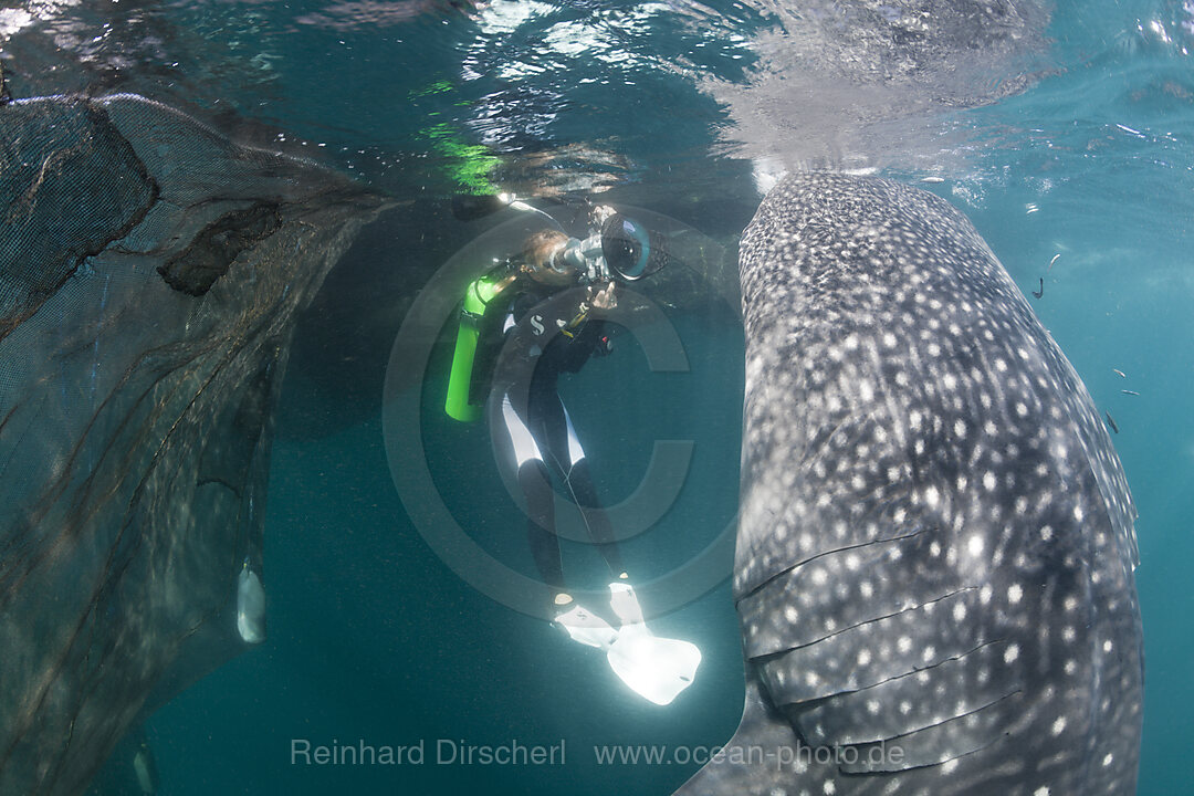 Taucher fotografiert fressenden Walhai, Rhincodon typus, Cenderawasih Bucht, West Papua, Indonesien