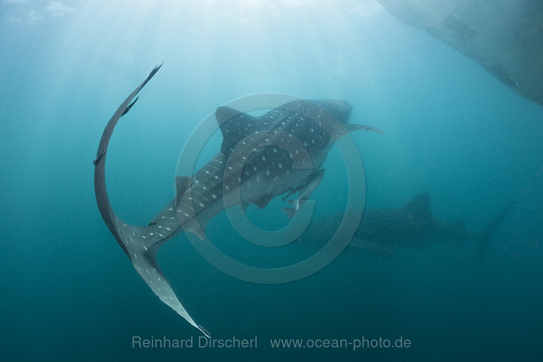 Two Whale Shark, Rhincodon typus, Cenderawasih Bay, West Papua, Indonesia