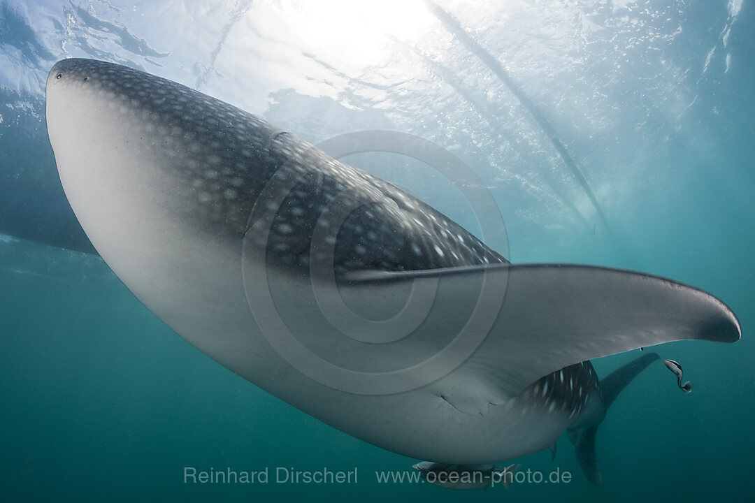 Whale Shark, Rhincodon typus, Cenderawasih Bay, West Papua, Indonesia