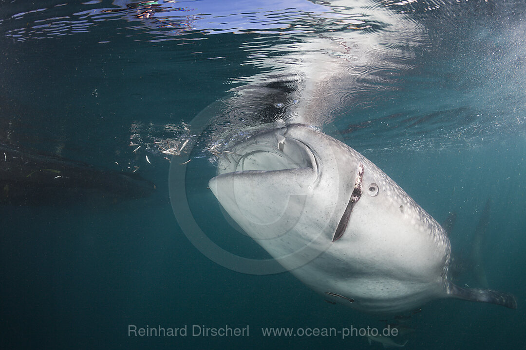 Fressender Walhai mit Verletzung, Rhincodon typus, Cenderawasih Bucht, West Papua, Indonesien