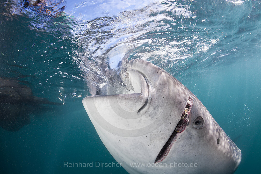 Fressender Walhai mit Verletzung, Rhincodon typus, Cenderawasih Bucht, West Papua, Indonesien