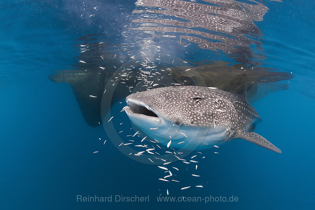 Walhai unter Fischer-Plattform Bagan, Rhincodon typus, Cenderawasih Bucht, West Papua, Indonesien