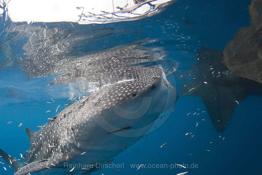 Walhai unter Fischer-Plattform Bagan, Rhincodon typus, Cenderawasih Bucht, West Papua, Indonesien