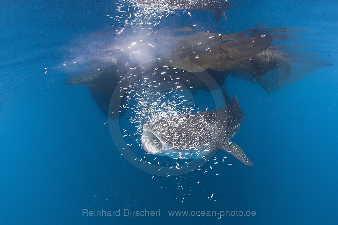 Walhai unter Fischer-Plattform Bagan, Rhincodon typus, Cenderawasih Bucht, West Papua, Indonesien