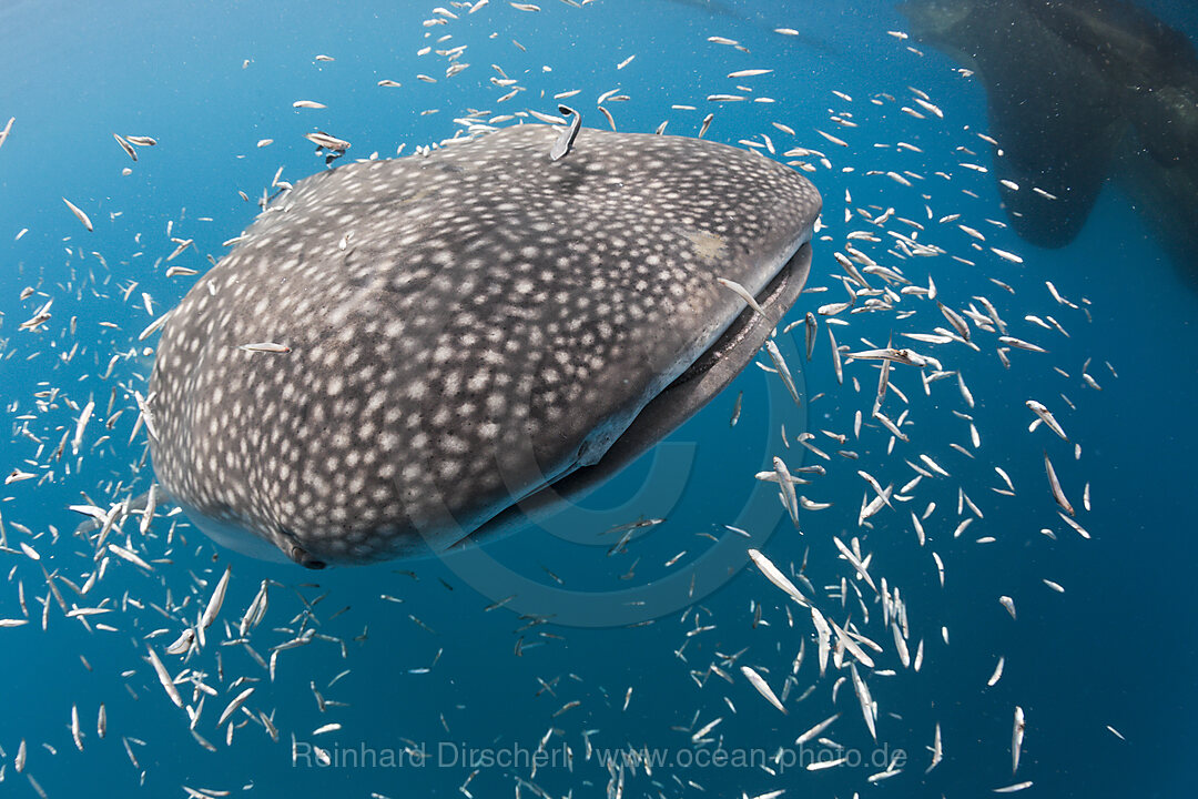 Fressender Walhai, Rhincodon typus, Cenderawasih Bucht, West Papua, Indonesien