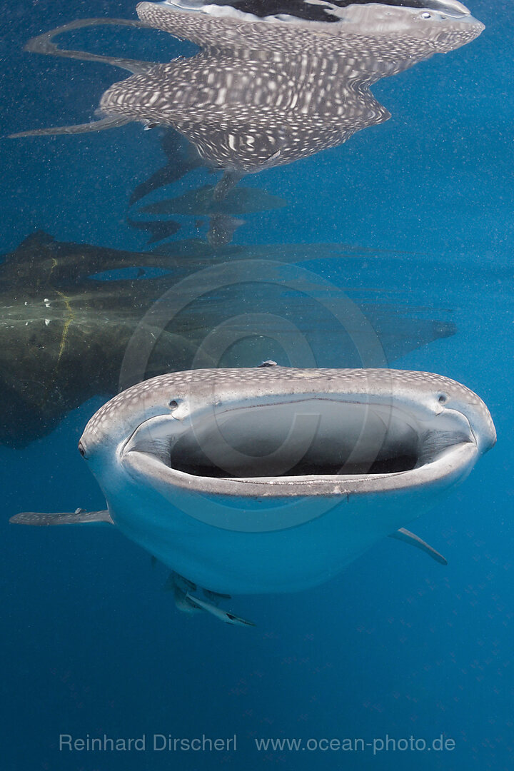 Walhai, Rhincodon typus, Cenderawasih Bucht, West Papua, Indonesien