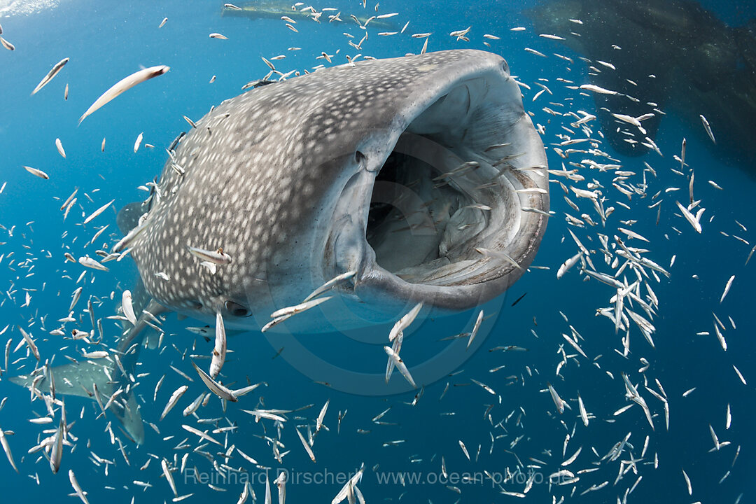 Fressender Walhai, Rhincodon typus, Cenderawasih Bucht, West Papua, Indonesien