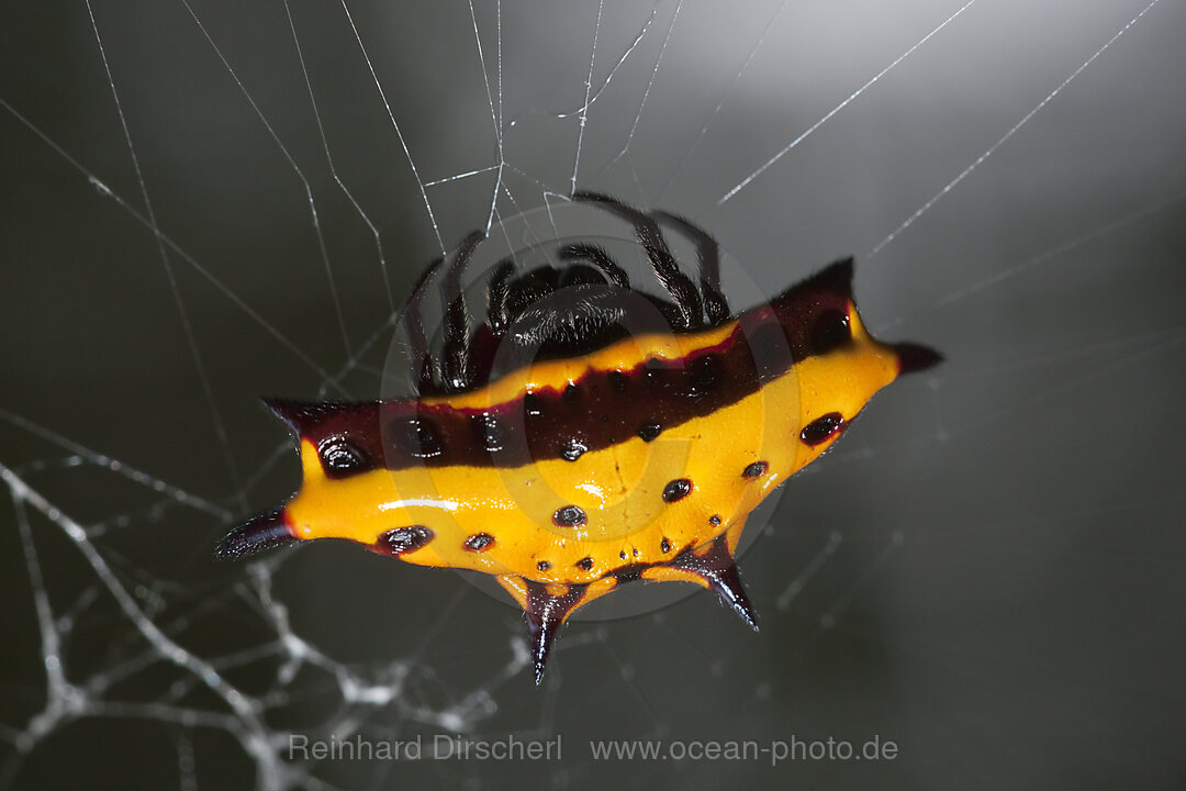 Tropische Spinne im Baliem Tal