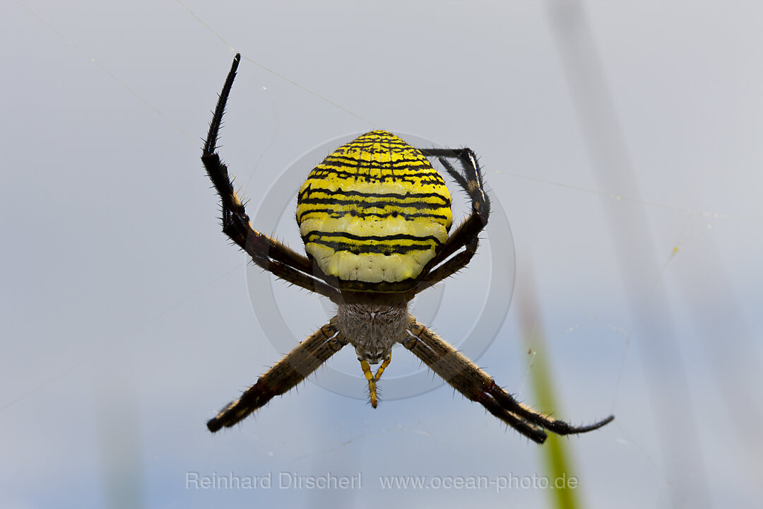 Tropische Spinne im Baliem Tal